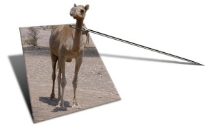 Camel Eye of a Needle