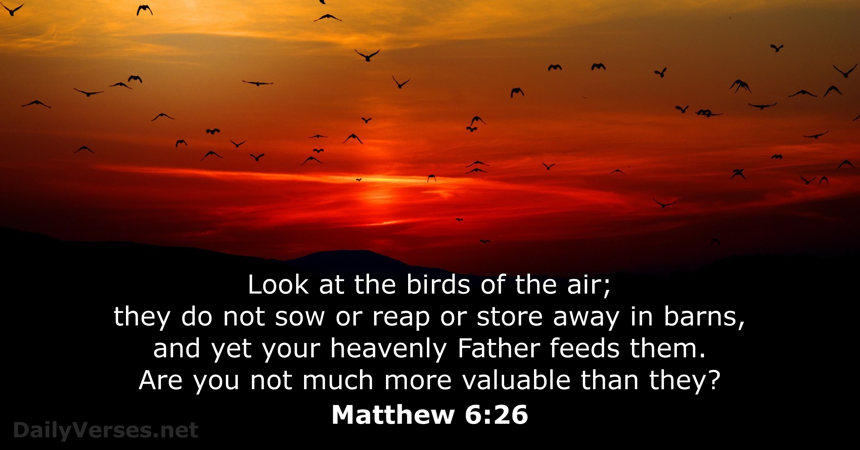 Matthew 6_26 Birds Father Provides